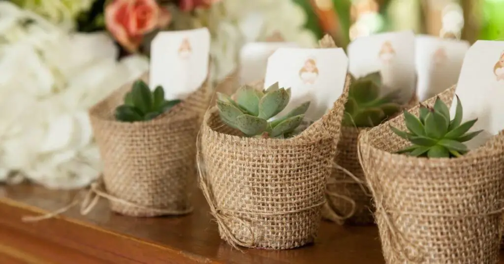 wedding souvenirs succulent plants